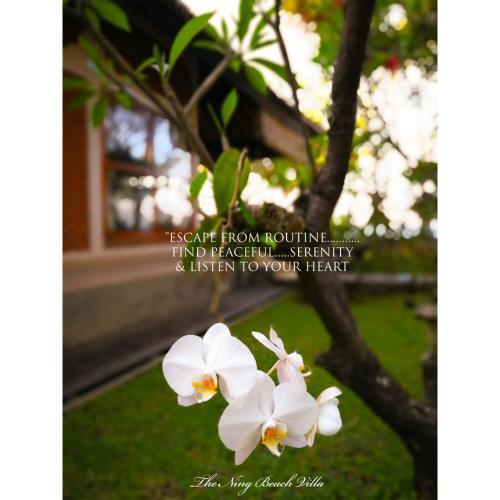 The Ning Beach Front Villa