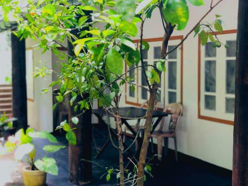 Apartamento Drongo Place