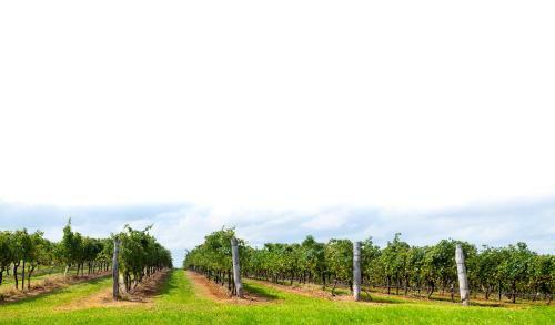 Lodge Hanging Tree Wines