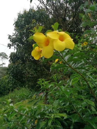 Hostal Whiteflowerhomestayella