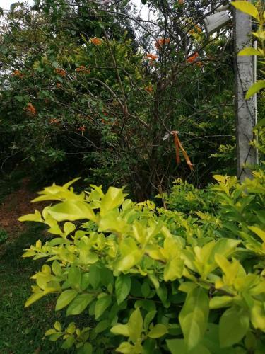 Hostal Whiteflowerhomestayella