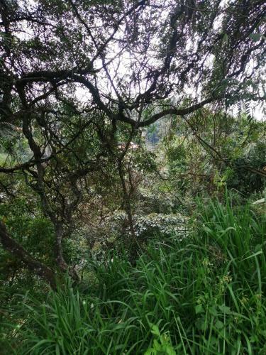 Hostal Whiteflowerhomestayella