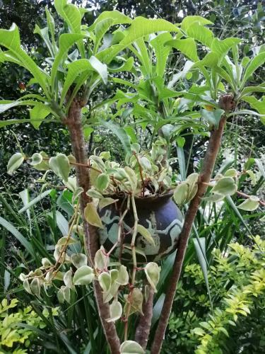 Hostal Whiteflowerhomestayella