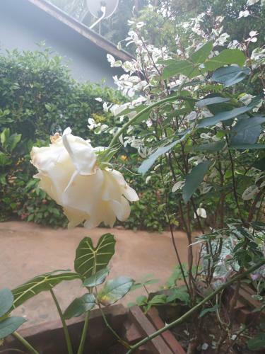 Supipi Homestay