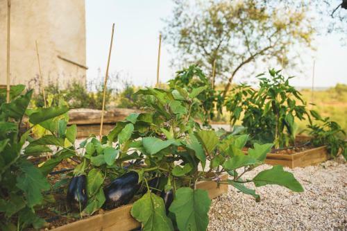 Agroturismo Casa Rural Mas Del Serranet