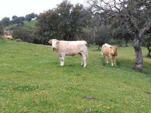 Apartamento Los Ayales