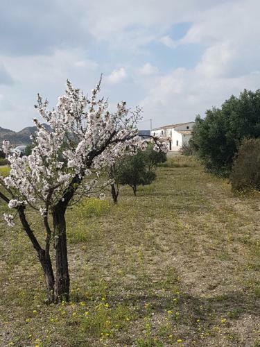 Bed & Breakfast Cortijo Esperanza