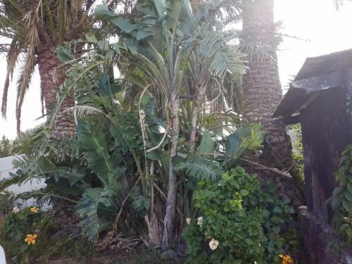 Apartamento Palmeras