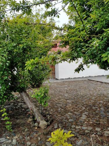 Apartamento Rustikale Kanarische Finca Mit Garten