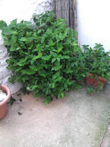 Apartamento J�brique
