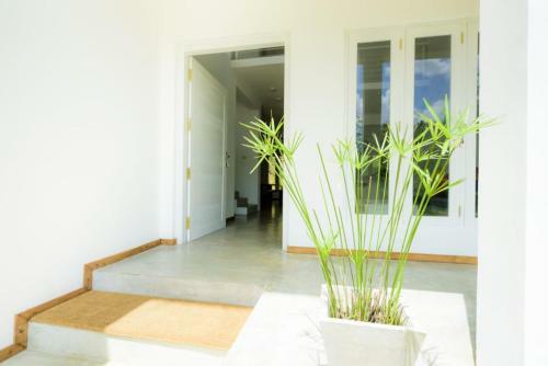 Villa Green Bamboo
