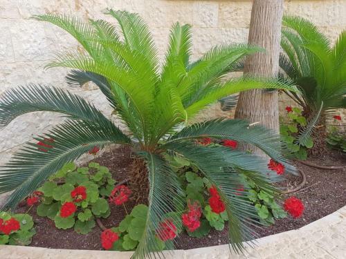 La-palmore Luxury Apart-residense Resort First Line Seaside