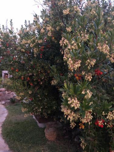 Agroturismo Caba�as de Madera Y Bungalows - Gilma�as 3