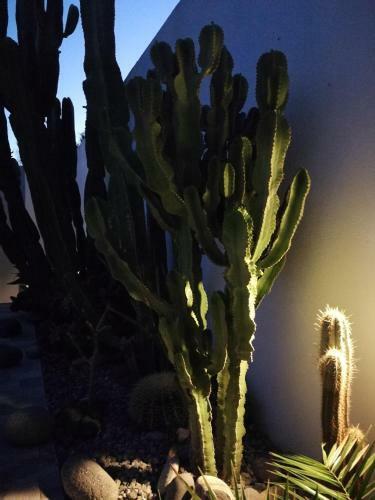 Casa Euphorbia