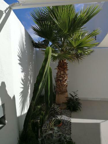 Casa Euphorbia