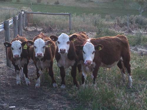 Agroturismo Morella Farm