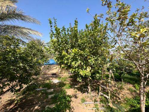 Villa Zaid House Jericho