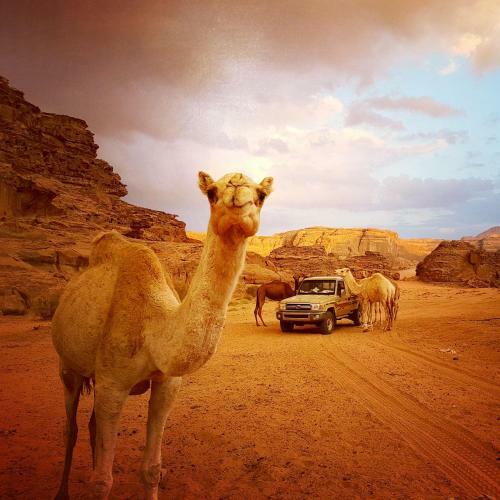 Jordan Tracks Bedouin Camp
