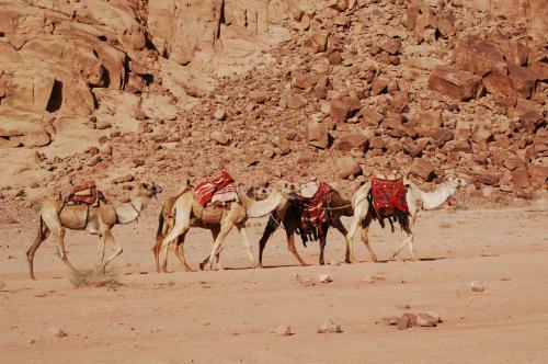 Wadi Rum Camp