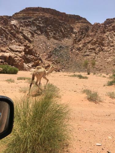 Desert Trips