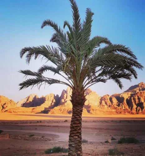 Bedouin Host Camp& With Tour