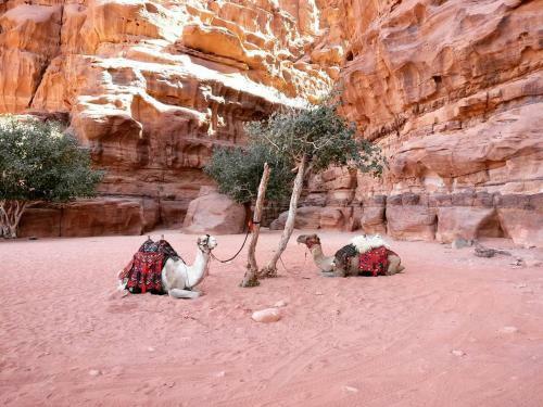Wadi Rum Echo Camp
