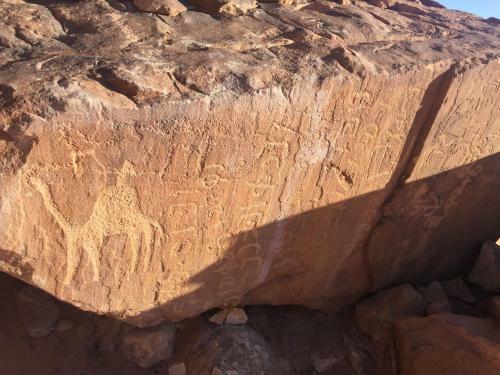 Wadi Rum Nature Guide