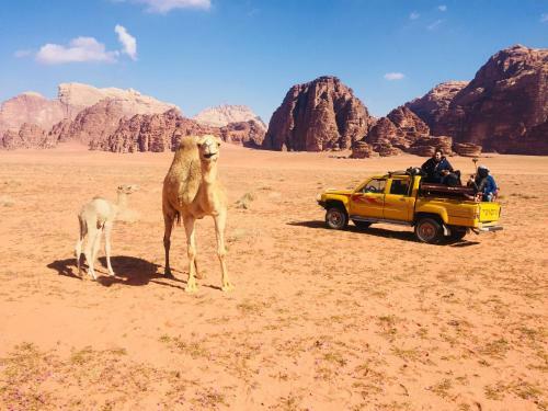 Wadi Rum Nature Guide