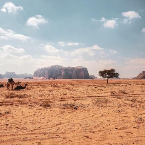 Desert Mars Camp & Tours