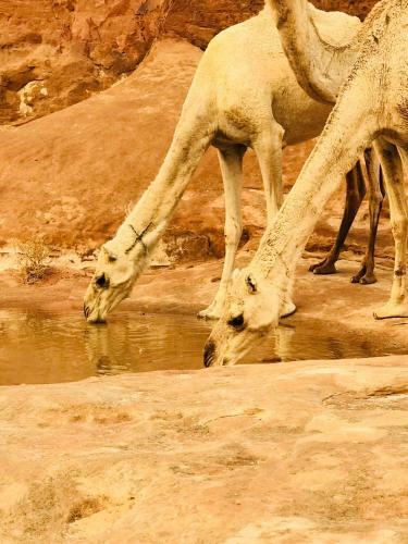 Wadi Rum Pyramid Camp
