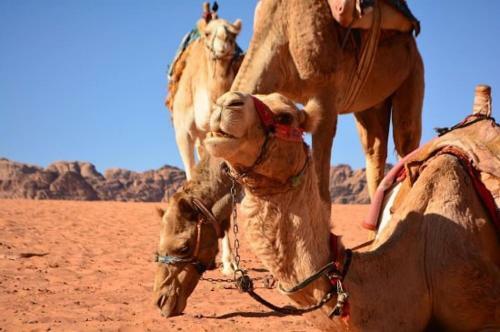 Wadi Rum Bedouin House