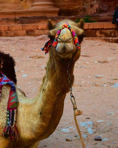 Bedouin Heritage Camp