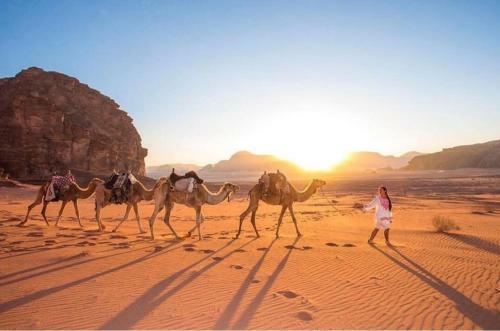 Discover The Life Of Wadi Rum