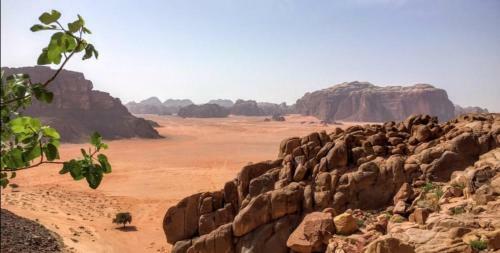 Quiet Nights Desert