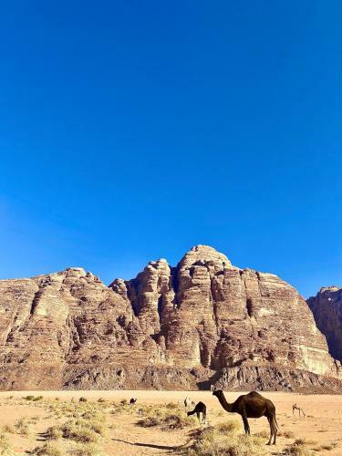 Wadi Rum Silk Road Camp