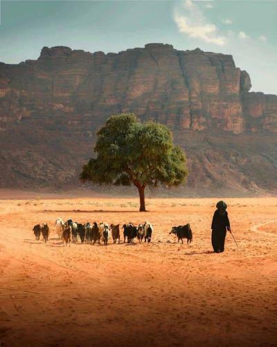 Bed & Breakfast Wadi Rum Quiet Sky