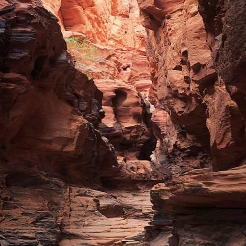 Bedouin Moon Camp&tour
