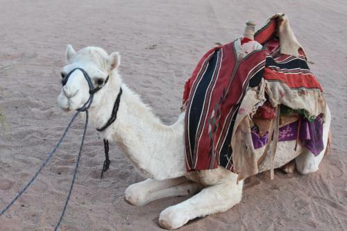 Bedouin Moon Camp&tour