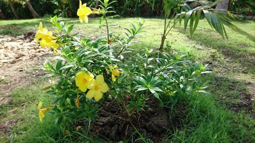 Residence Acacia