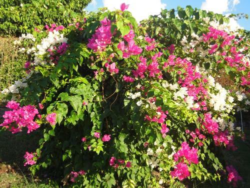 G�tes Alamanda