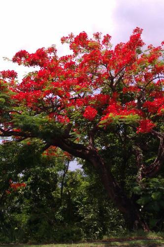 Apartamento C�t� Cara�bes