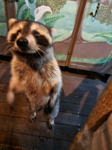 Hostal Racoon Lodge