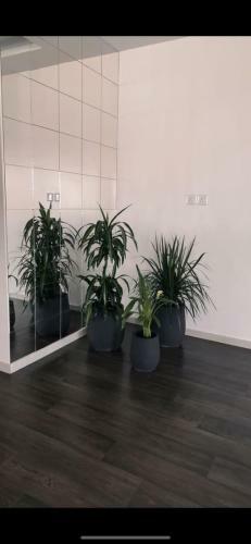 Apartamento ????? ?????