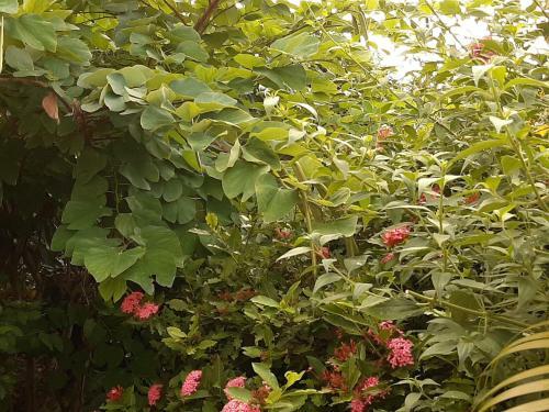 Apartamento Les Hibiscus