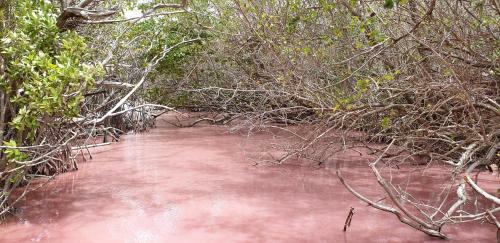 Terracotta