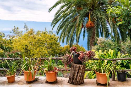 El Palmeral