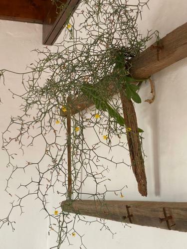 Apartamento Casa Camelio