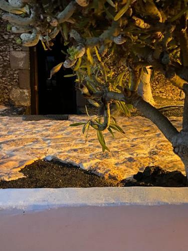 Apartamento Casa Camelio