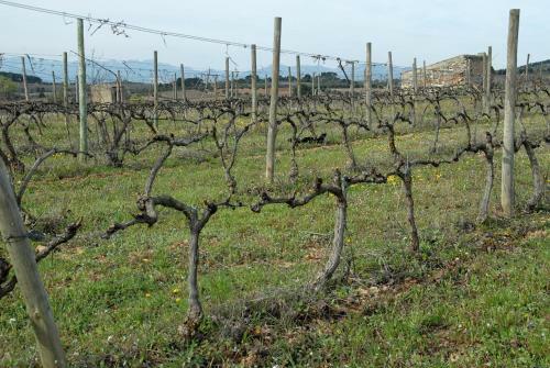 Agroturismo Ca La Viola
