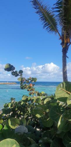 Apartamento Studio Papillon Manganao Saint Francois